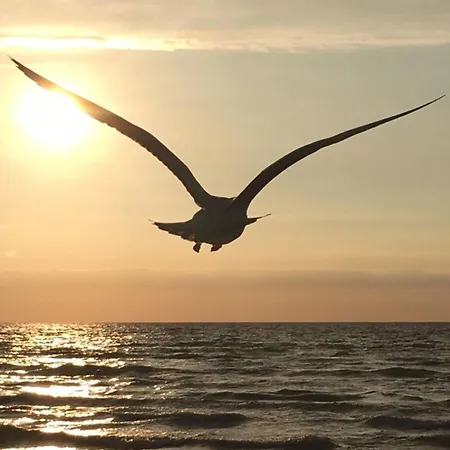 Moewennest App 2 公寓 *